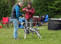 Übungen für das Aufstellen des Hundes