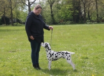 Aufstellen des Hundes in dem der Doghandler von vorne führt