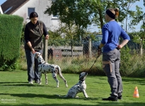 Aufstellen des Hundes in dem der Doghandler von vorne führt und richtige Zuführung von Leckerlies