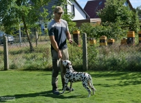 Übungen für das Aufstellen des Hundes