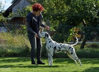 Auswirkung Anatomie: wenn die Hinterhand beim Hund überstreckt wird