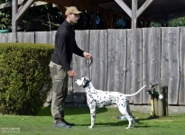 Aufstellen des Hundes in dem der Doghandler von vorne führt