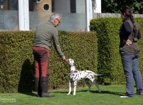 Aufstellen des Hundes in dem der Doghandler von vorne führt und richtige Zuführung von Leckerlies