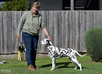 Übungen für das Aufstellen des Hundes