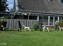 Aufstellen der Hunde im korrekten Abstand zueinander