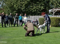 Erläuterungen zum anatomischen Aufbau des Hundes