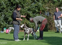 Abtasten des Hundes, Einzelbewertung