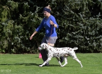 Den Hund so führen beim Laufen, das ein ausreichender Abstand zum Doghandler vorhanden ist, damit Kurven oder Dreiecke erfolgreich gelaufen werden können