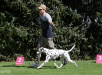 Den Hund bei gleichbleibender Geschwindigkeit im Trab richtig zu führen