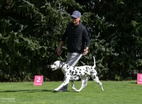 Den Hund so führen beim Laufen, das ein ausreichender Abstand zum Doghandler vorhanden ist, damit Kurven oder Dreiecke erfolgreich gelaufen werden können