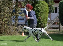 Den Hund so führen beim Laufen, das ein ausreichender Abstand zum Doghandler vorhanden ist, damit Kurven oder Dreiecke erfolgreich gelaufen werden können