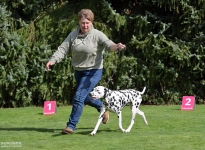 Korrektes Vorführen mit der richtigen Schrittgeschwindigkeit bei der Gangwerksprobe durch den Doghandler