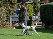 Den Hund bei gleichbleibender Geschwindigkeit im Trab richtig zu führen