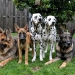 Christi ORMOND Evergreen Emerald with his pack