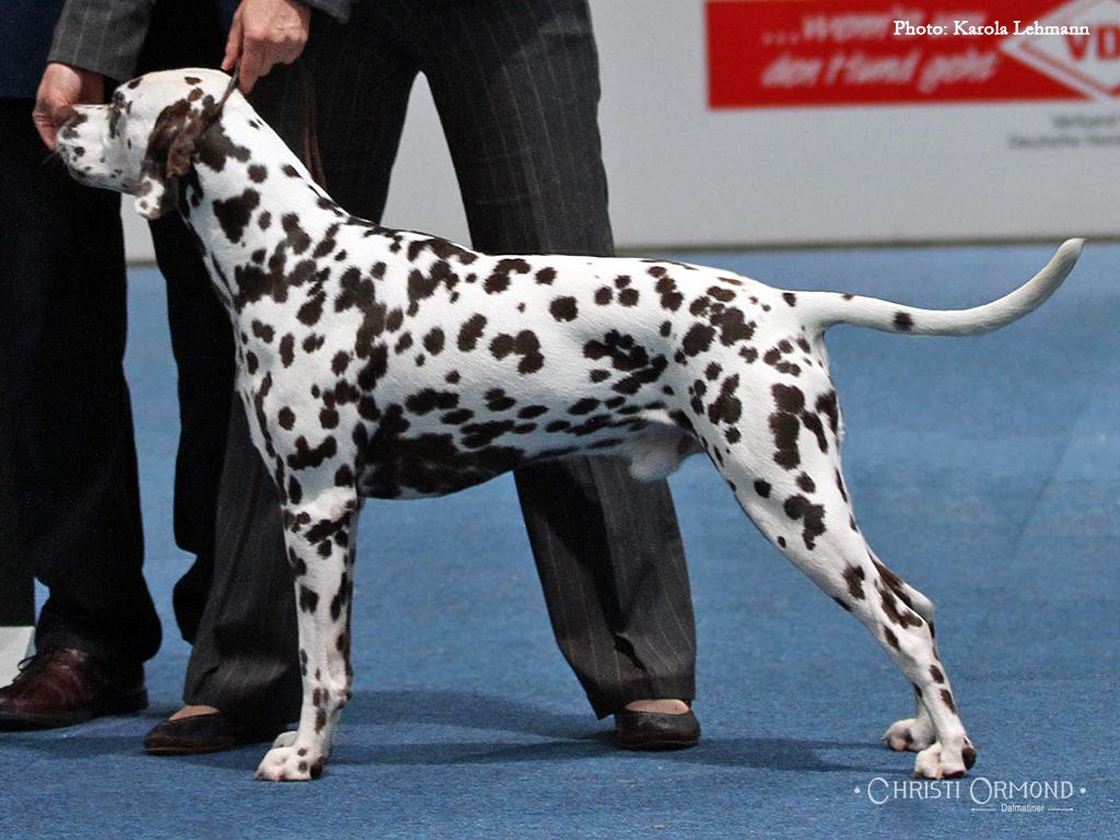 Show dalmatian 2024