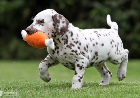 Christi ORMOND Gentle Gladiator - Male | colour white - liver (collar black)