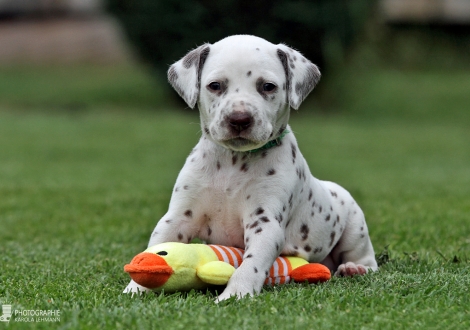 Male | colour white - black (collar dark green)
