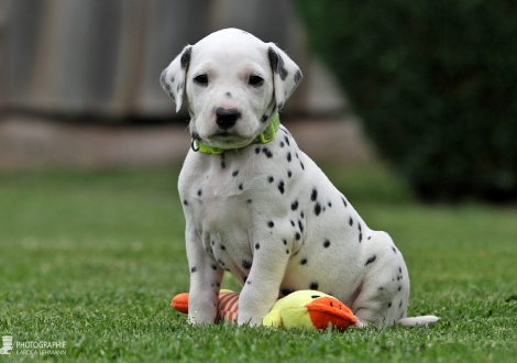 Male | colour white - black (collar light green)