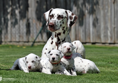 Christi ORMOND Zenith of Fame (called Elfriede) with her Christi ORMOND HH - Litter 3rd week of life