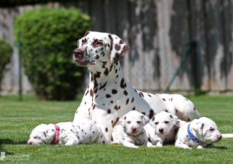 Christi ORMOND Zenith of Fame (called Elfriede) with her Christi ORMOND HH - Litter 3rd week of life