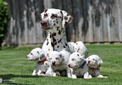 Christi ORMOND Zenith of Fame (called Elfriede) with her Christi ORMOND HH - Litter 3rd week of life