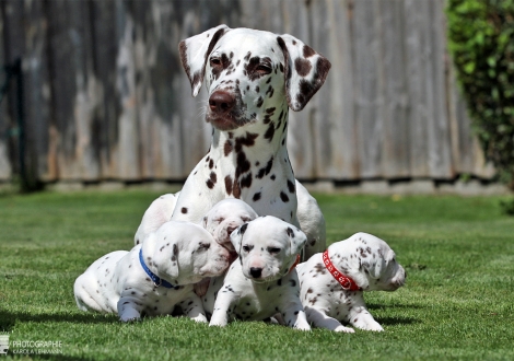 Christi ORMOND Zenith of Fame (called Elfriede) with her Christi ORMOND HH - Litter 3rd week of life