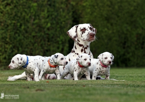 Christi ORMOND Zenith of Fame (called Elfriede) with her Christi ORMOND HH - Litter 4th week of life
