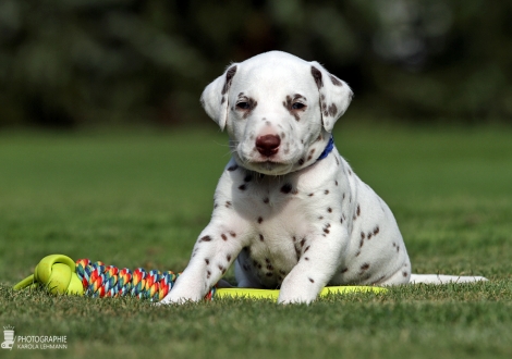 Male | colour white - liver (collar blue)