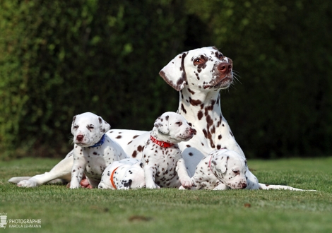 Christi ORMOND Zenith of Fame (called Elfriede) with her Christi ORMOND HH - Litter 4th week of life