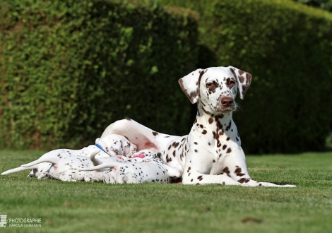 Christi ORMOND Zenith of Fame (called Elfriede) with her Christi ORMOND HH - Litter 4th week of life