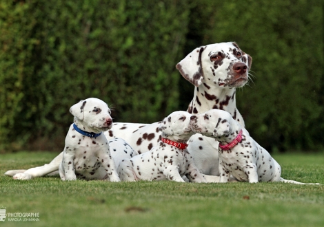 Christi ORMOND Zenith of Fame (called Elfriede) with her Christi ORMOND HH - Litter 4th week of life