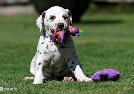 Male | colour white - liver (collar blue)