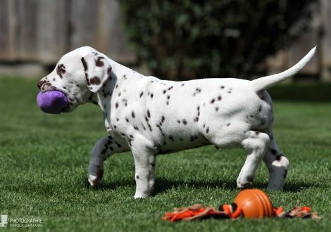Christi ORMOND Happy Hour - Male | colour white - liver (collar blue)