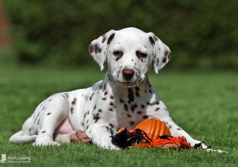 Christi ORMOND Harmony Hope - Female | colour white - liver (collar red)