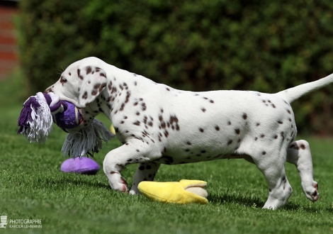 Christi ORMOND Harmony Hope - Female | colour white - liver (collar red)