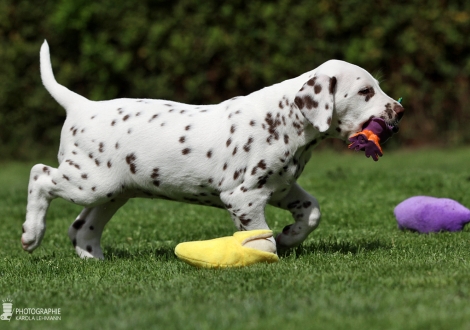 Christi ORMOND Harmony Hope - Female | colour white - liver (collar red)