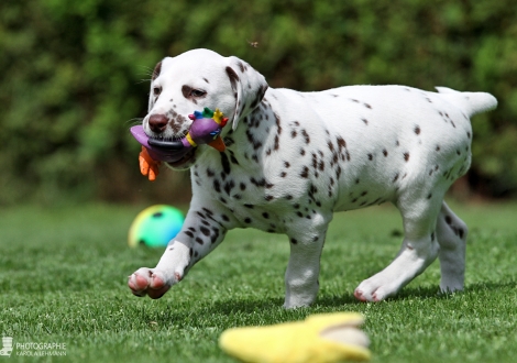 Christi ORMOND Harmony Hope - Female | colour white - liver (collar red)