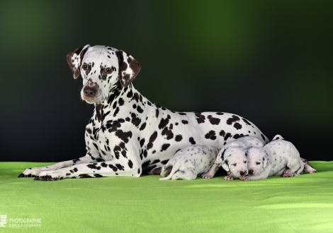 Dalmatian Dream for ORMOND vom Teutoburger Wald (genannt Mocha Junior) mit ihrem Christi ORMOND II - Wurf 2. Lebenswoche