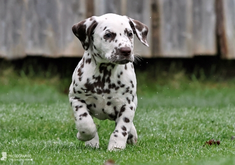 Christi ORMOND Imagine Impact - male | colour white - liver (collar blue)