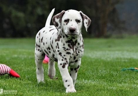 Christi ORMOND Impressed Interceptor - male | colour white - liver (collar black)