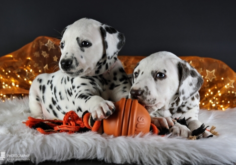 Female | colour white - black (collar pink) and male | colour white - liver (collar black)