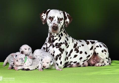Dalmatian Dream for ORMOND vom Teutoburger Wald (called Mocha Junior) with her Christi ORMOND II - Litter 2nd week of life