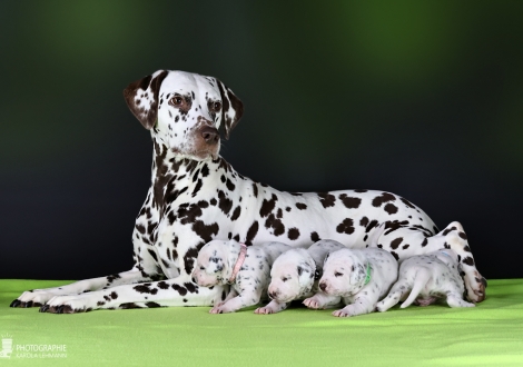 Dalmatian Dream for ORMOND vom Teutoburger Wald (called Mocha Junior) with her Christi ORMOND II - Litter 2nd week of life