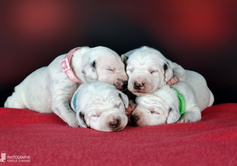 Impression Christi ORMOND II - Litter