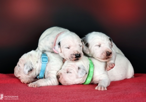 Impression Christi ORMOND II - Litter