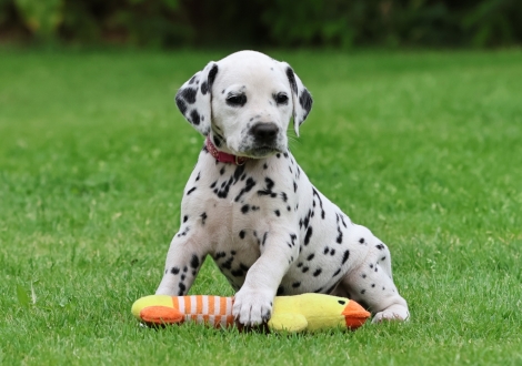 Hündin | Farbschlag weiss - schwarz (Halsband Rosa)