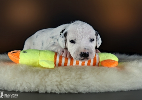 Male | colour white-black (collar black)