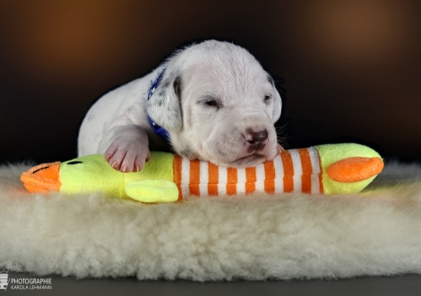 Male | colour white-liver (collar dark blue)