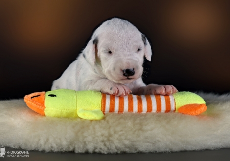 Female | colour white-black (collar purple)