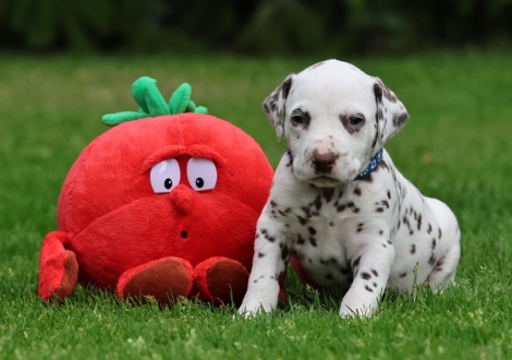 Male | colour white-liver (collar dark blue)